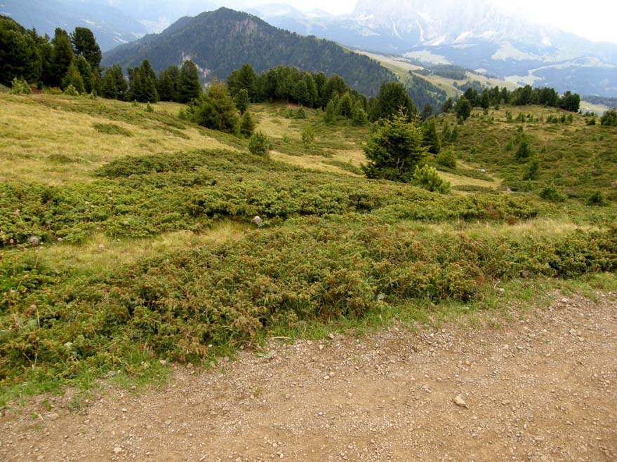 Juniperus communis / Ginepro comune