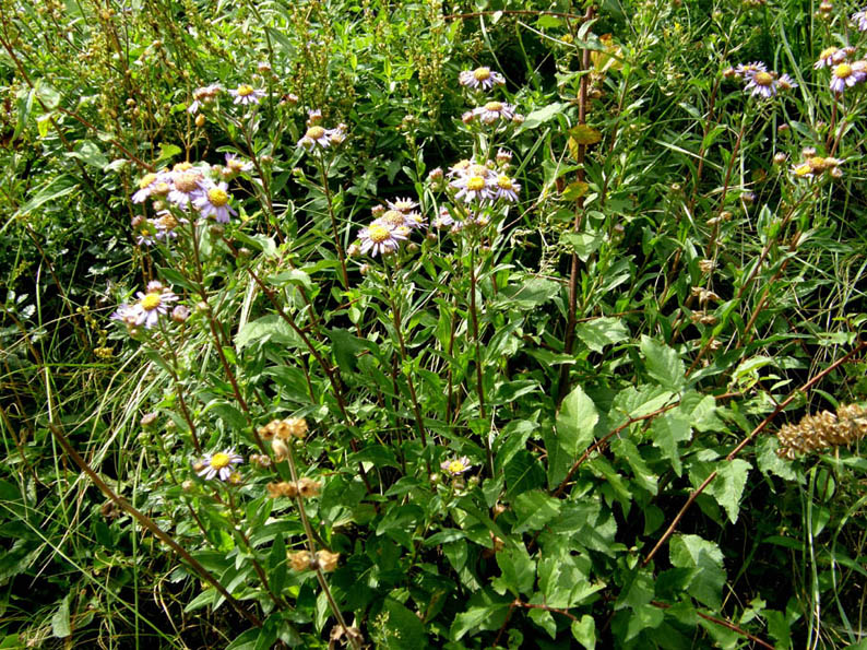 Aster amellus