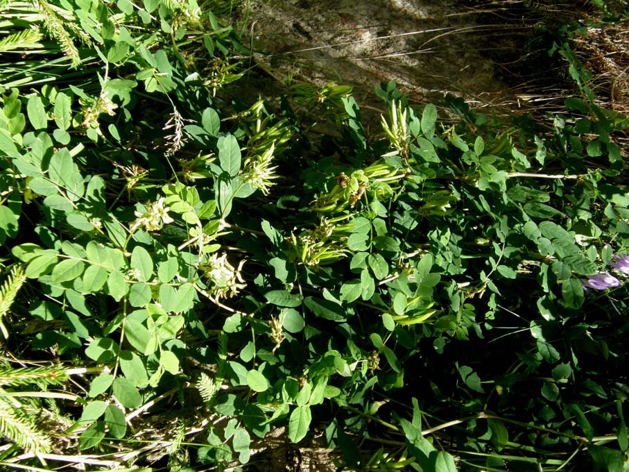 Astragalus glycyphyllos / Astragalo falsa-liquerizia