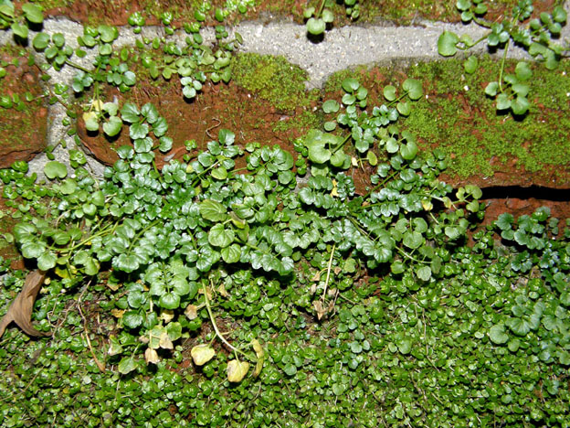 Sulle mura spagnole:  Cardamine hirsuta (Brassicaceae)