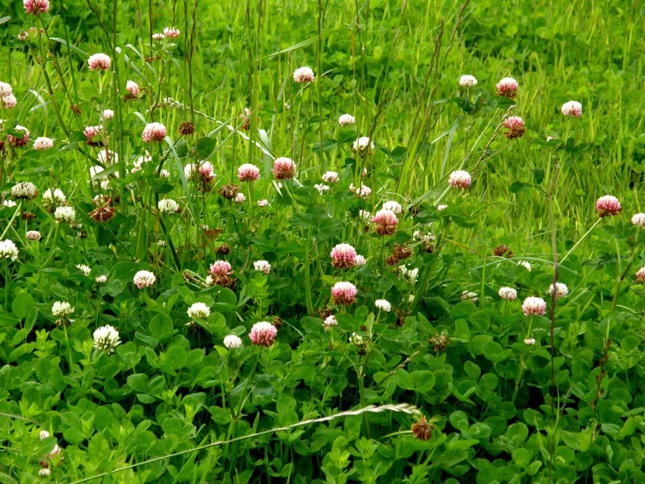 Trifolium pratense