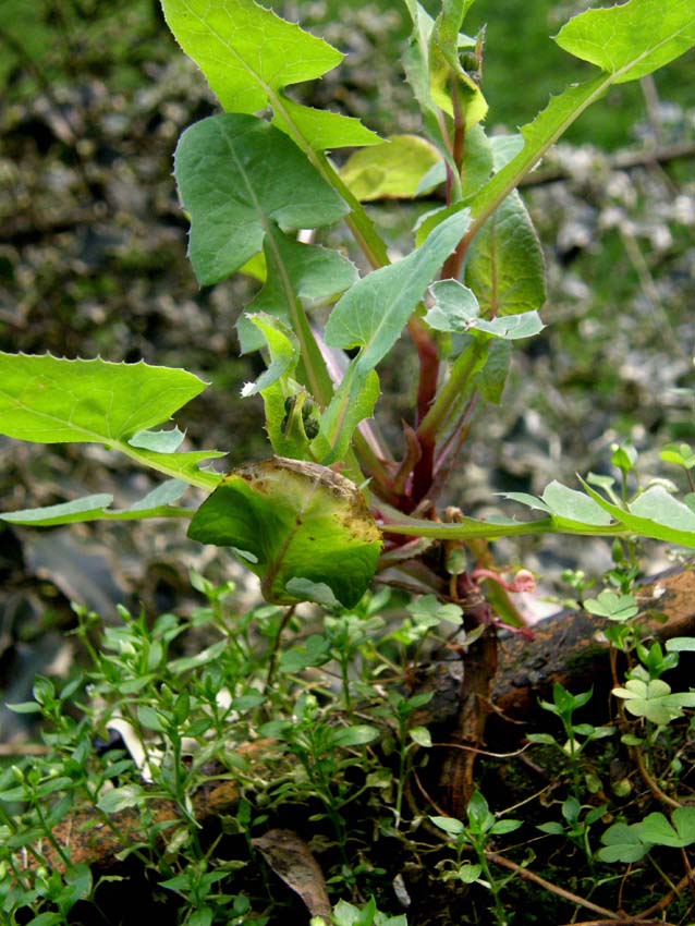 Sonchus oleraceus / Grespino comune