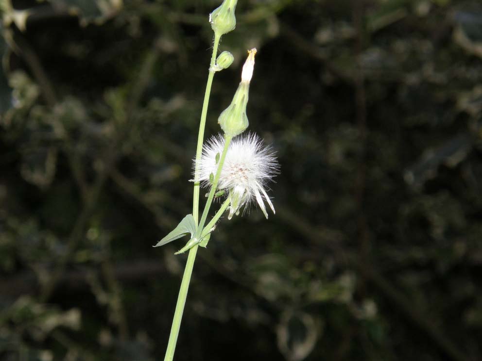 Sonchus oleraceus / Grespino comune