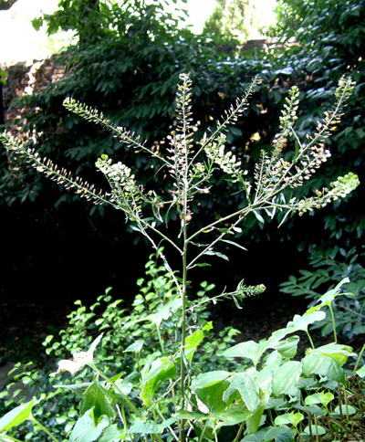 Lepidium virginicum