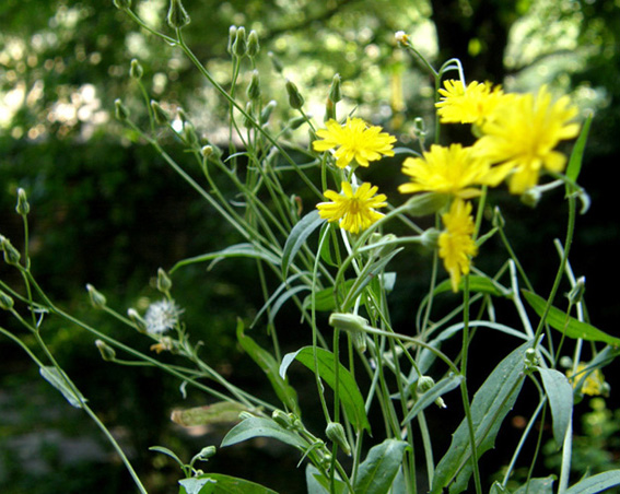 Crepis foetida / Radicchiella selvatica