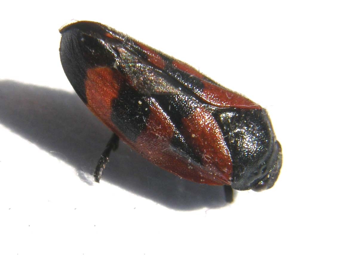 Haematoloma dorsata