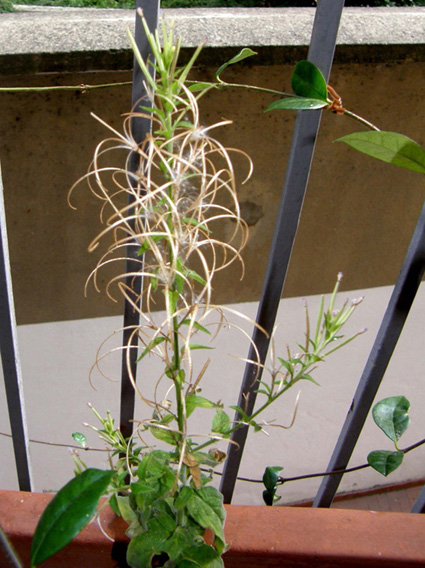 Ancora sul balcone - Epilobium cfr. parviflorum