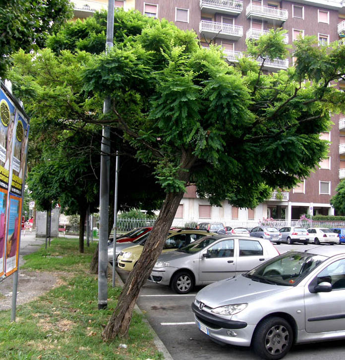 Sul tronco di una robinia