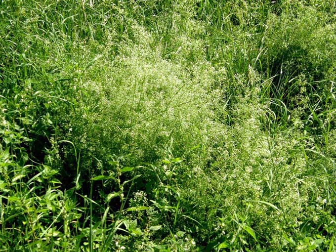 Galium sp. [gr. elongatum] (Rubiaceae)