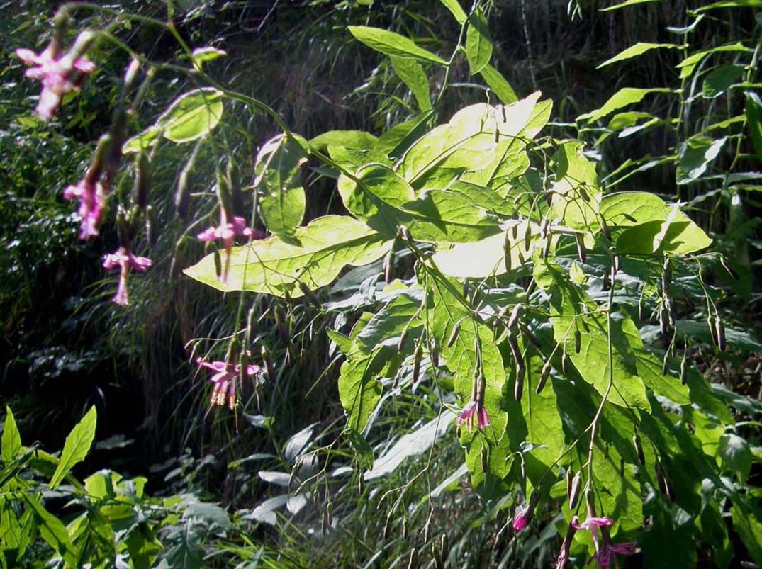 Prenanthes purpurea