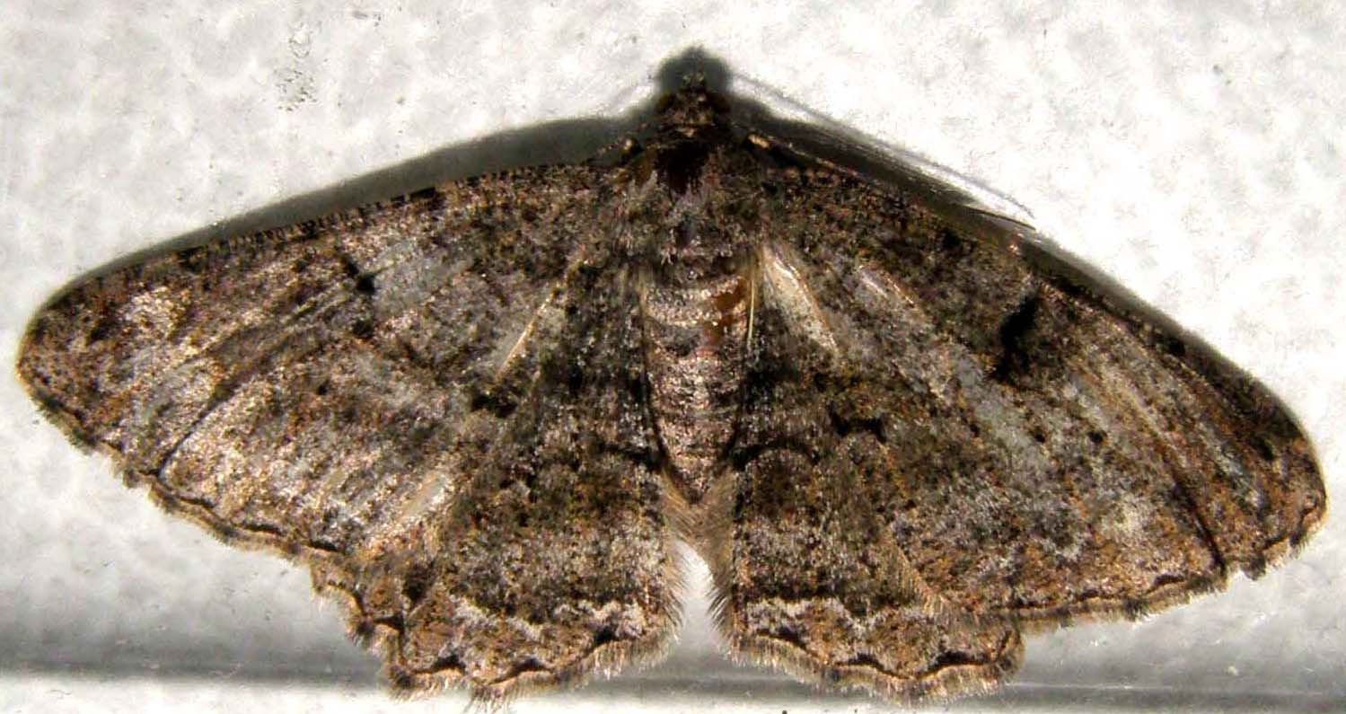 Alcis repandata, femmina (Geometridae)