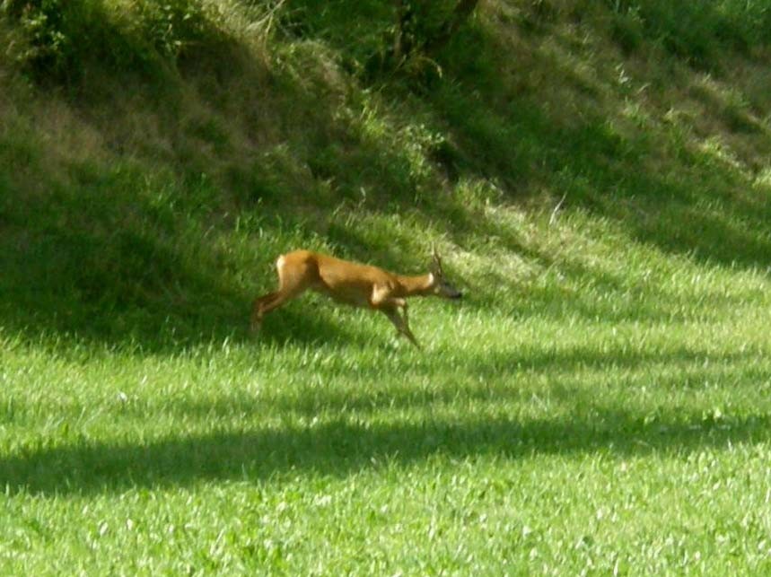 Caprioli sotto l''Alpe di Siusi