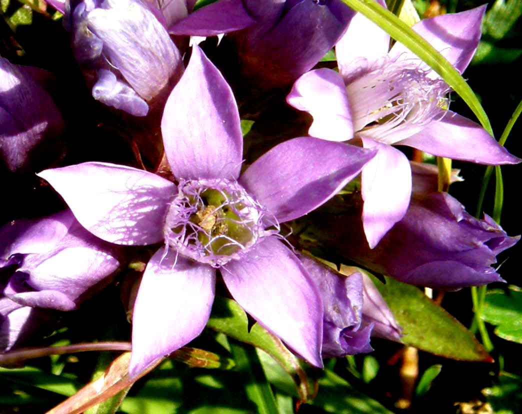 Gentianella sp. (Gentianaceae)