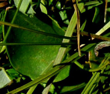 Bianco fiore alpino - Parnassia palustris