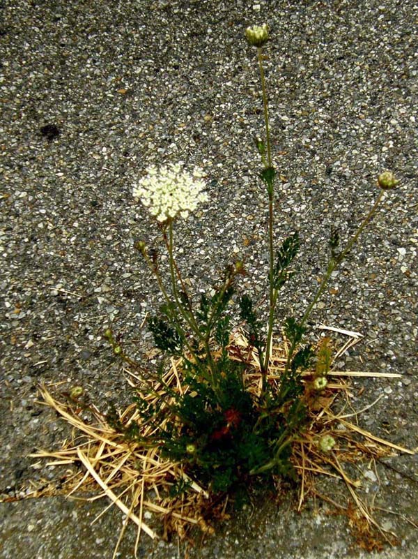 Sul bordo di un marciapiede - Daucus carota