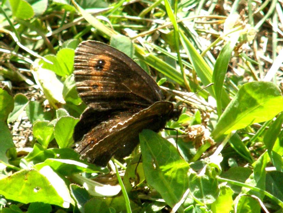 Erebia aethiops e Erebia ligea (Nymphalidae Satyrinae) e Lasiommata maera (Nymphalidae)