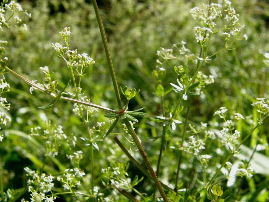 Galium sp. [cfr. elongatum] (Rubiaceae)