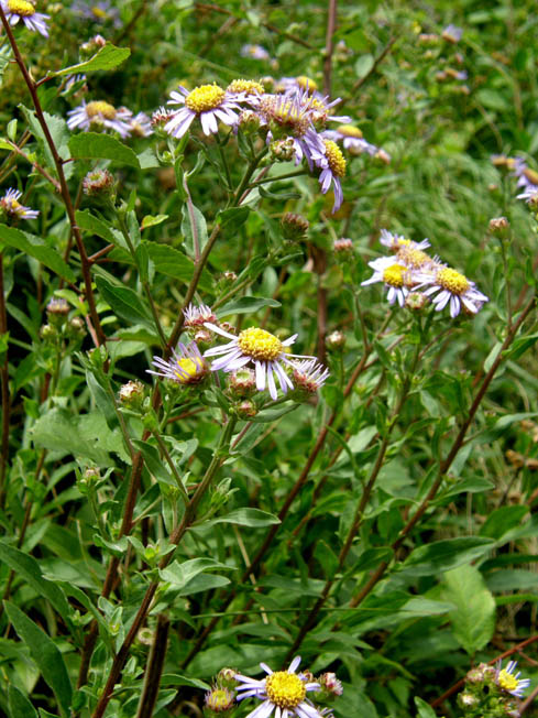 Aster amellus