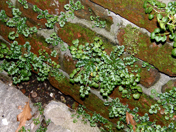 Sulle mura spagnole:  Cardamine hirsuta (Brassicaceae)