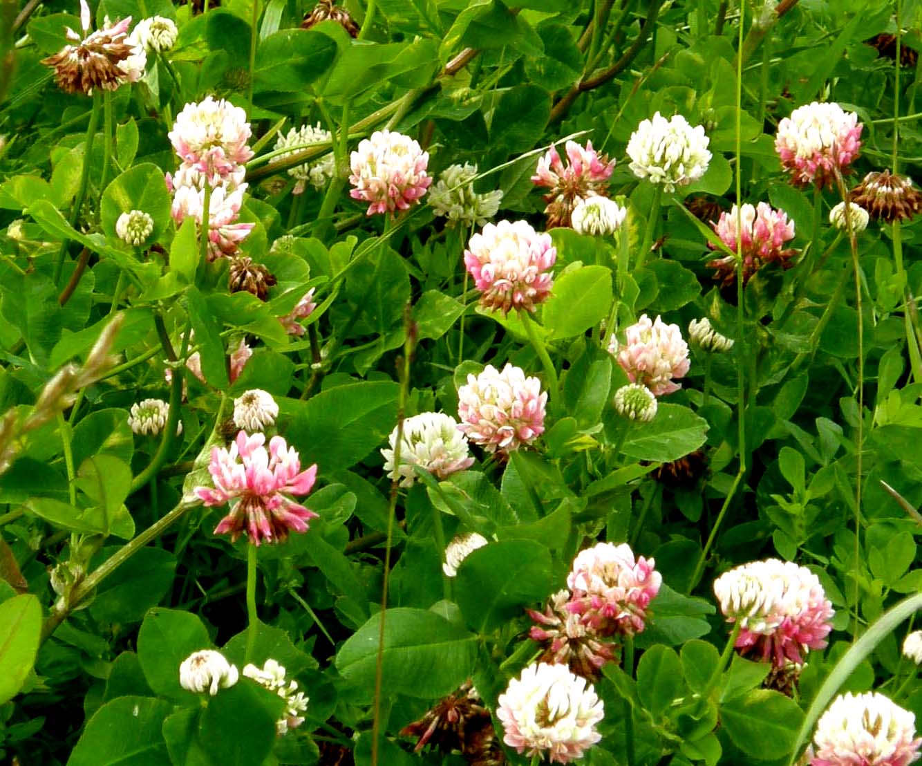 Trifolium pratense