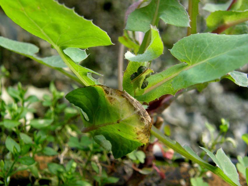 Sonchus oleraceus / Grespino comune