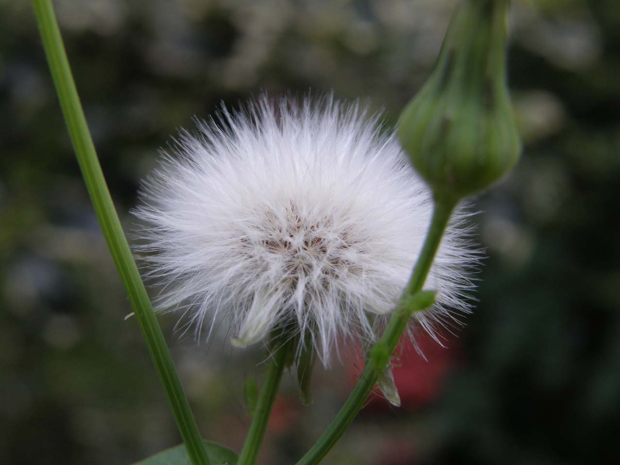 Sonchus oleraceus / Grespino comune