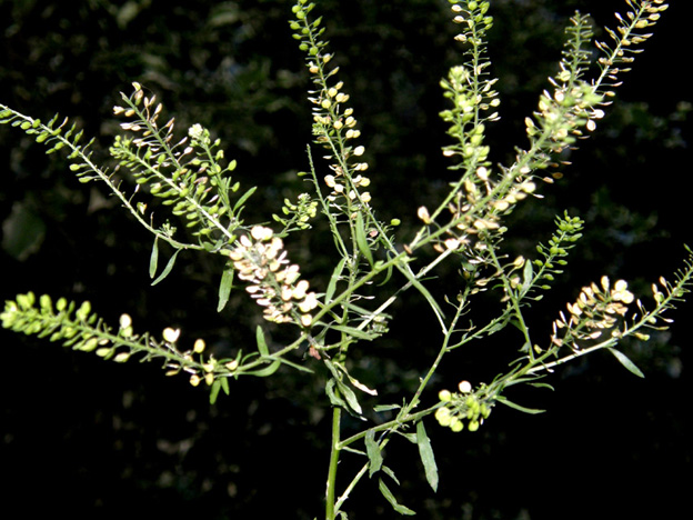 Lepidium virginicum