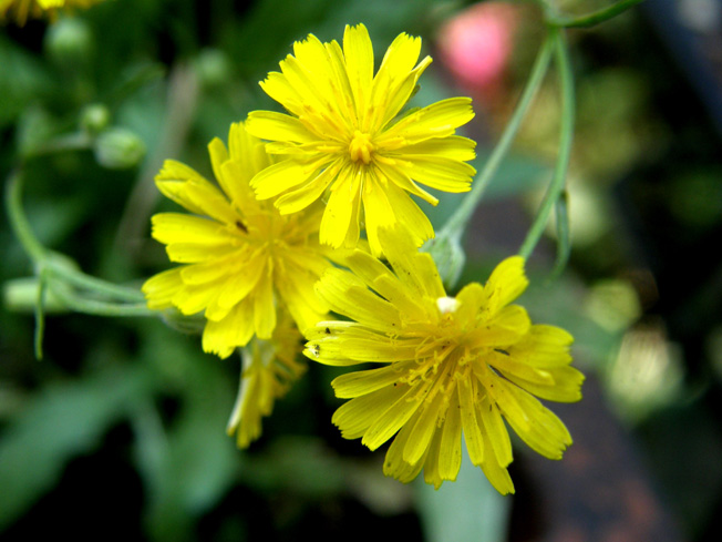 Crepis foetida / Radicchiella selvatica