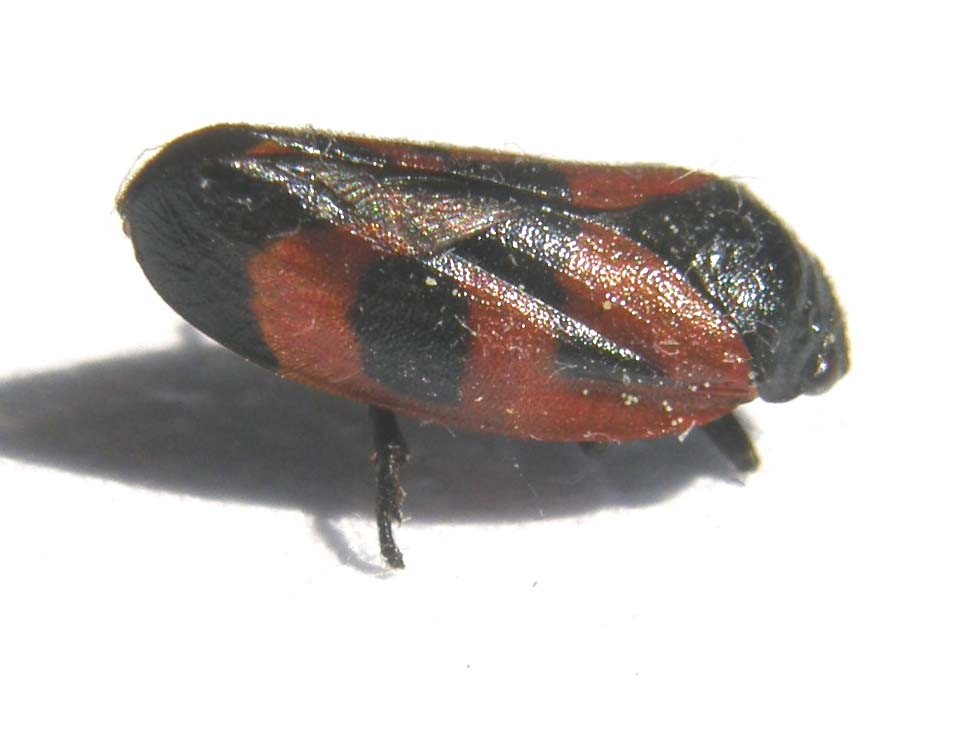 Haematoloma dorsata