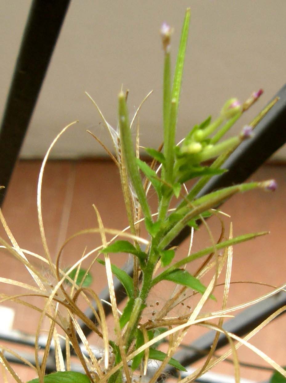 Ancora sul balcone - Epilobium cfr. parviflorum