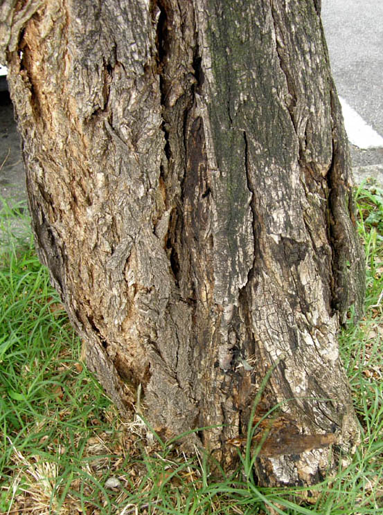 Sul tronco di una robinia