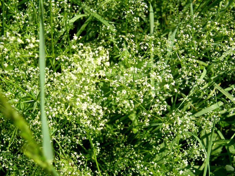 Galium sp. [gr. elongatum] (Rubiaceae)