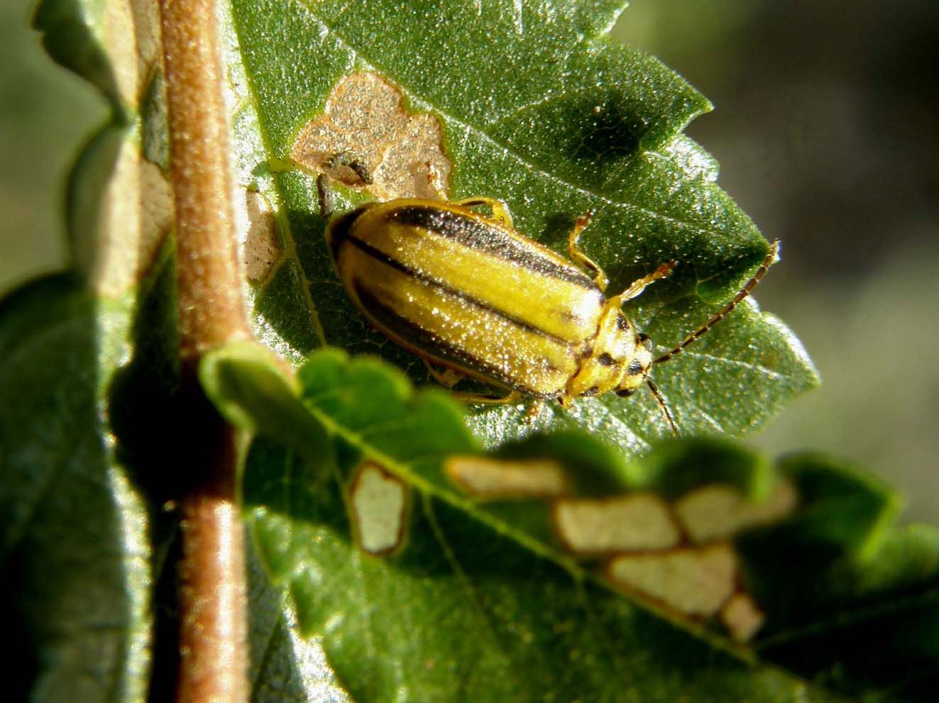 Xanthogaleruca luteola  (Chrysomelidae)