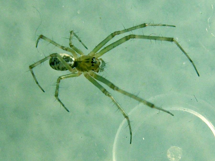 Linyphia sp.