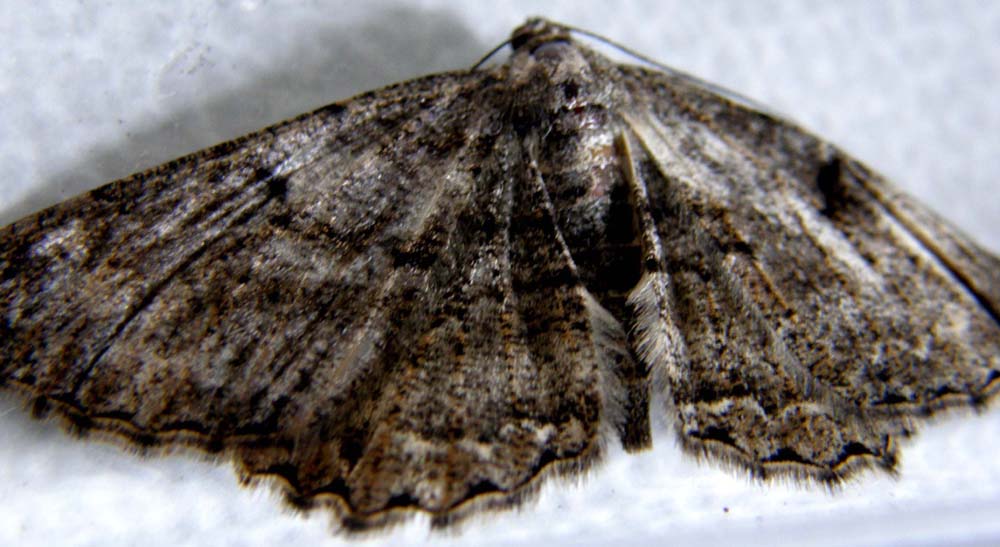 Alcis repandata, femmina (Geometridae)