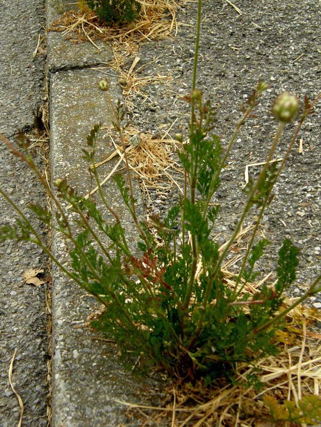 Sul bordo di un marciapiede - Daucus carota