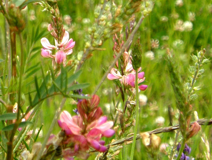 Onobrychis viciifolia (Fabaceae)