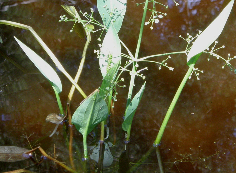 Pianta palustre:   Alisma plantago-aquatica