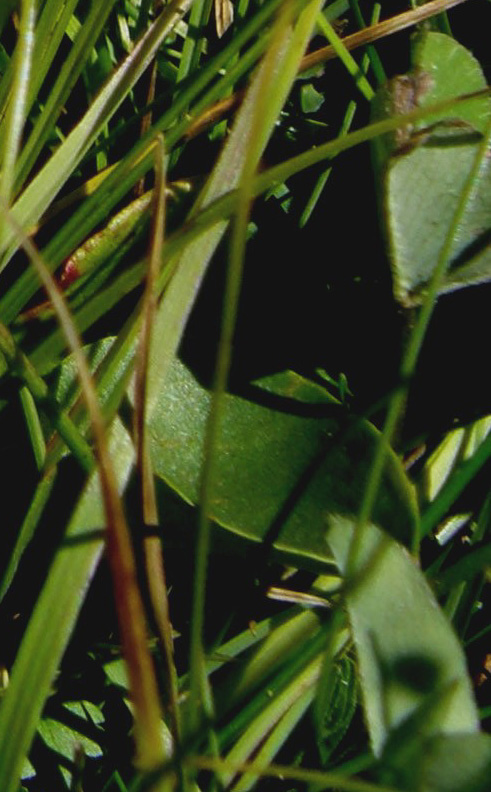 Bianco fiore alpino - Parnassia palustris