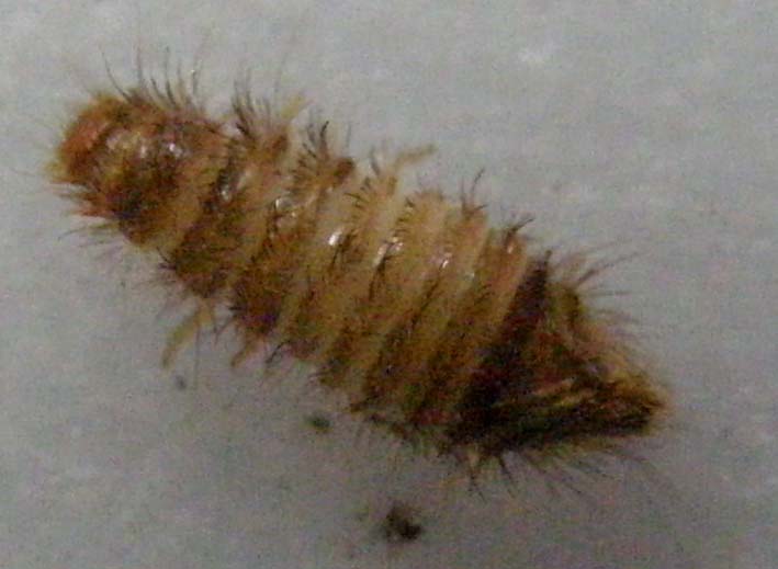 Larva da identificare