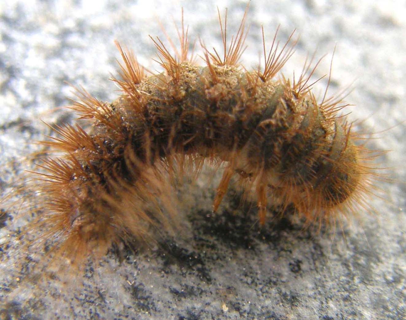 Larva da identificare