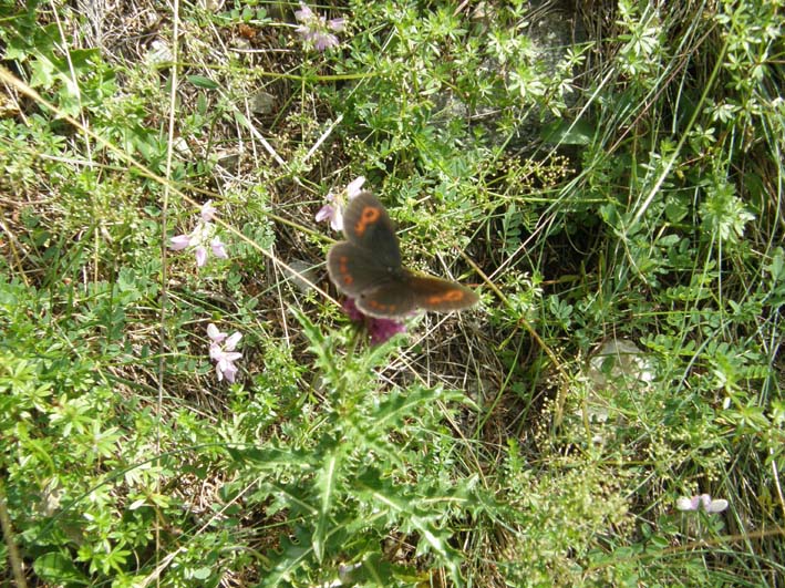 Erebia aethiops e Erebia ligea (Nymphalidae Satyrinae) e Lasiommata maera (Nymphalidae)