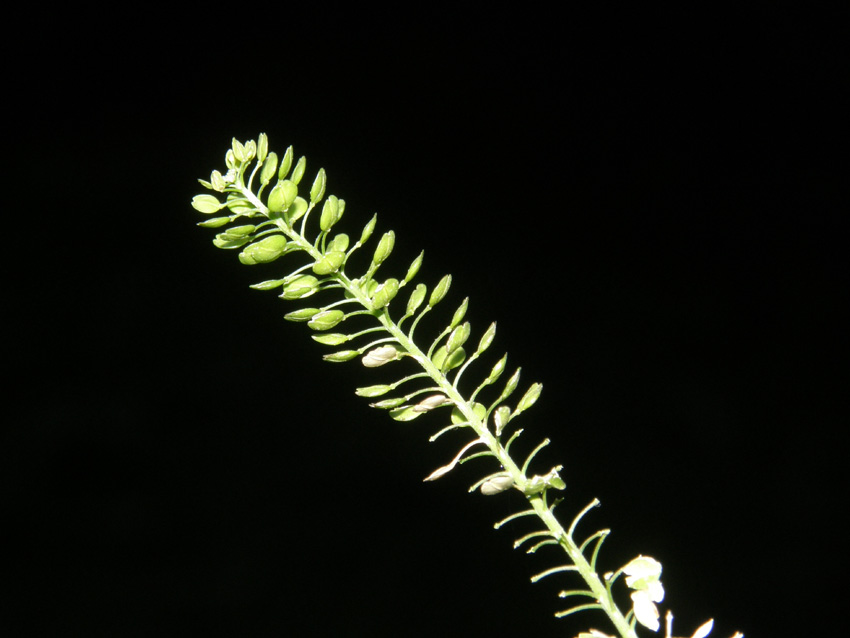 Lepidium virginicum