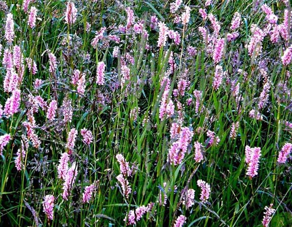 Bistorta officinalis