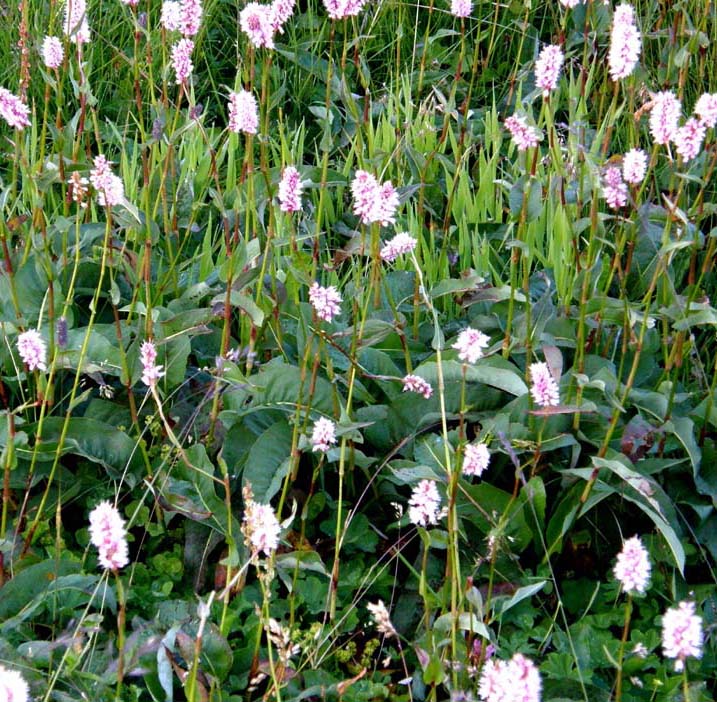 Bistorta officinalis