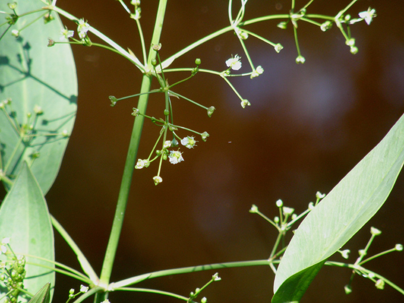 Pianta palustre:   Alisma plantago-aquatica