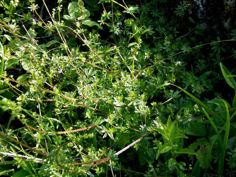 Galium sp. [cfr. elongatum] (Rubiaceae)