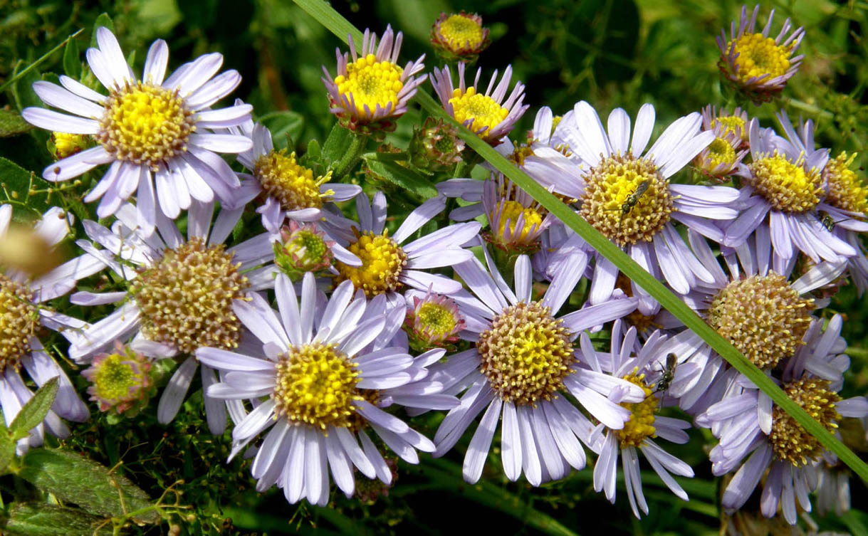 Aster amellus