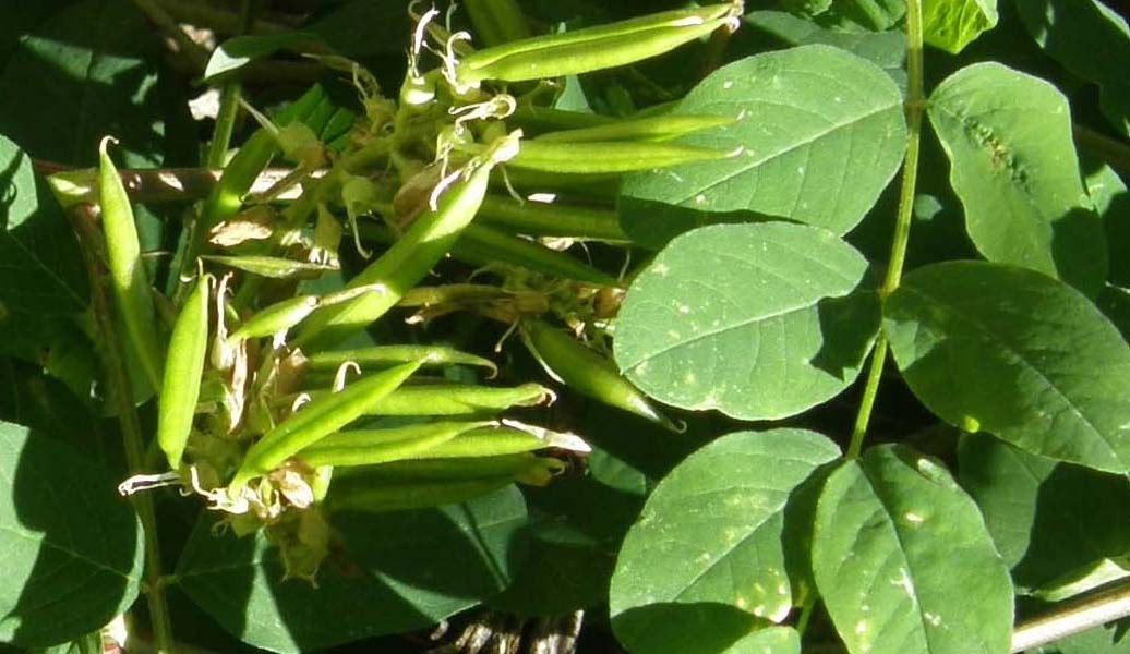 Astragalus glycyphyllos / Astragalo falsa-liquerizia