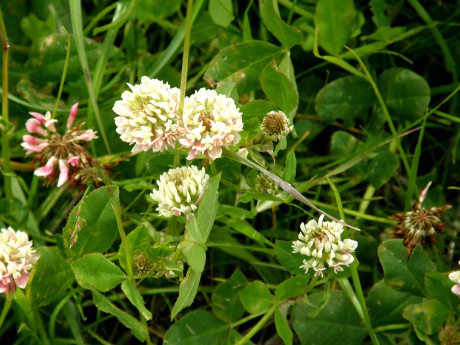 Trifolium pratense